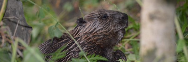 ScotsBeavers Profile Banner