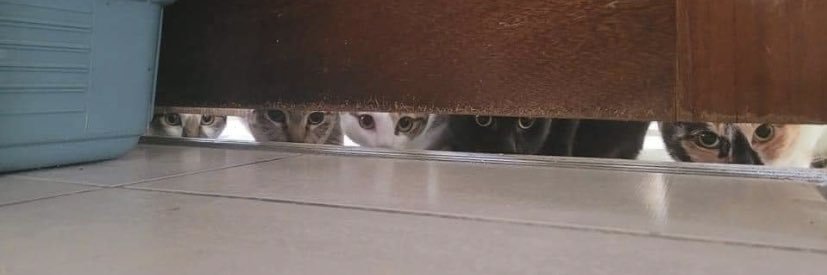 Labubu sociologue banner