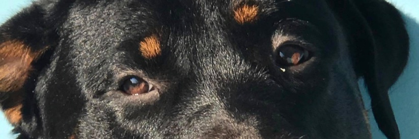 vanialibru's profile banner image