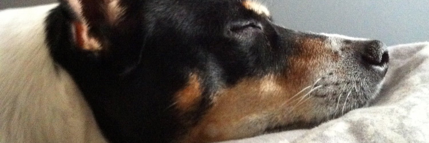 Old Lubbock Longhorn in Grad School banner