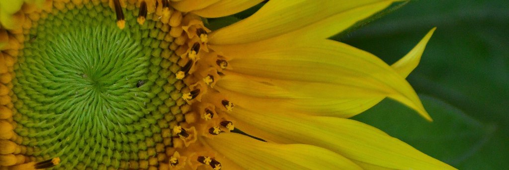 Debby P banner