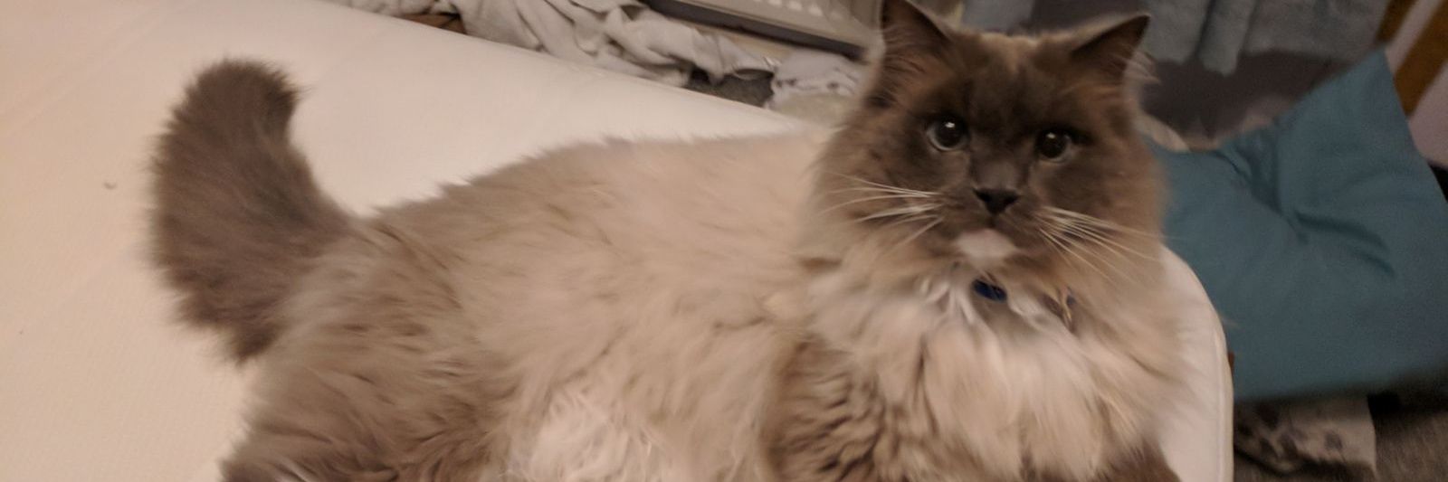ValoCat07's profile banner image