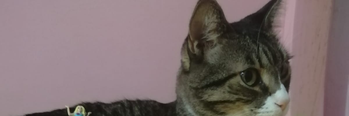 cavalier089's profile banner image
