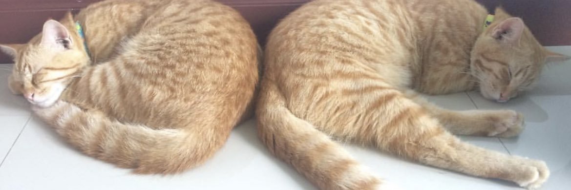 🐱fom🌻 banner
