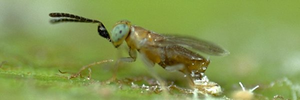 VT Entomology Profile Banner