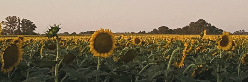 SofaEscobar's profile banner image