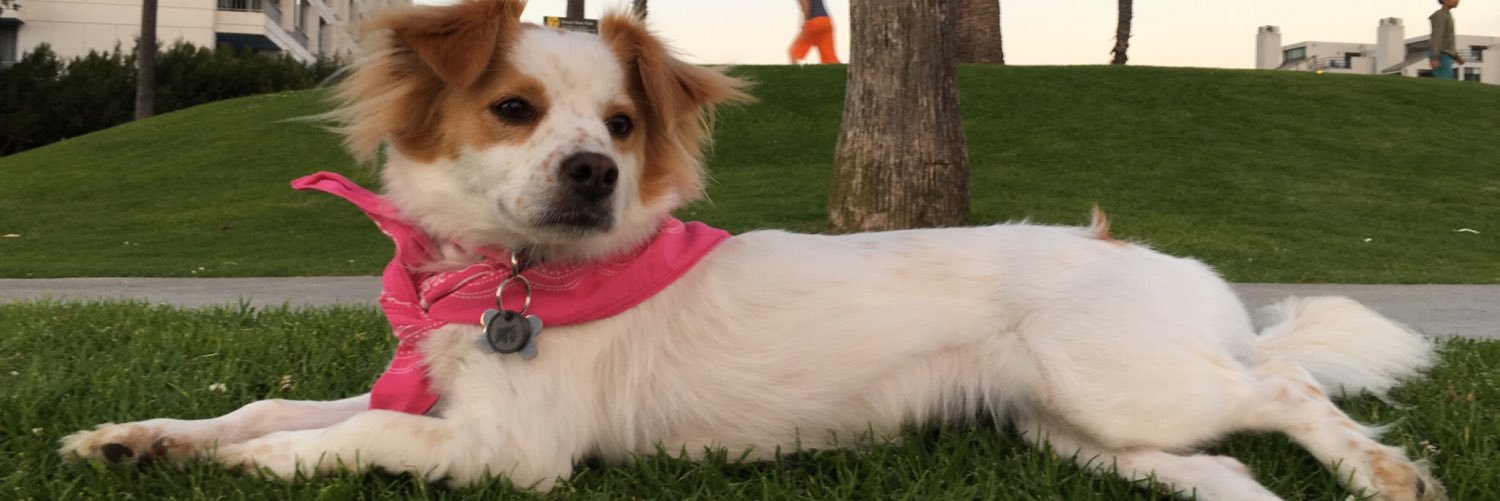 Claudia Borges banner