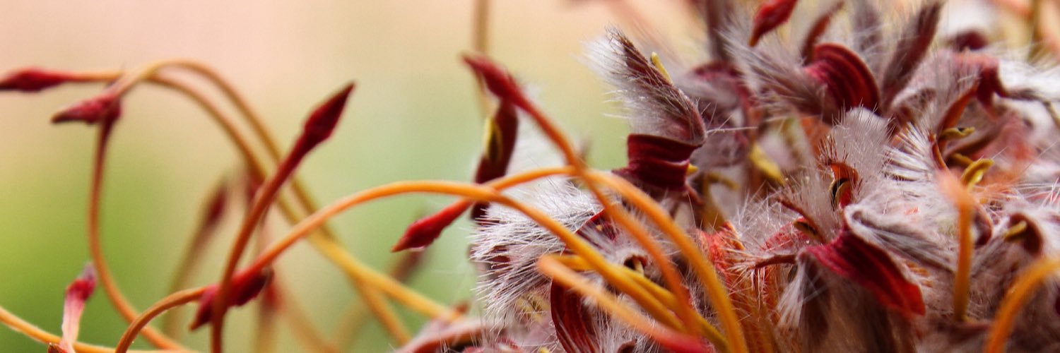 SandiaPixel's profile banner image