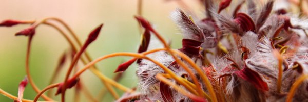 SandiaPixel Profile Banner