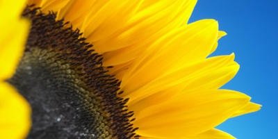 calli_stott's profile banner image