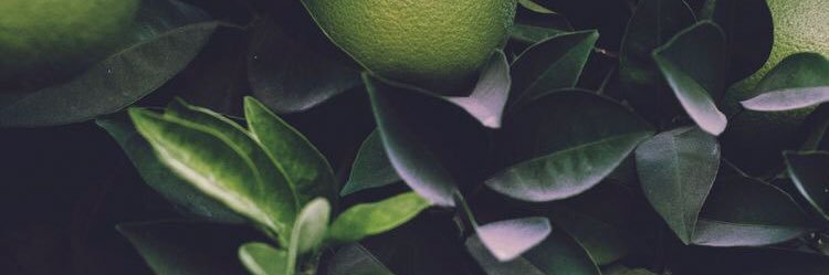 onpurpose_ash's profile banner image