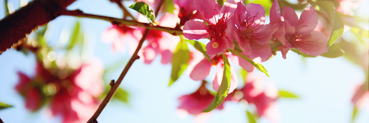 Weina Li Chen 陈李伟娜 banner