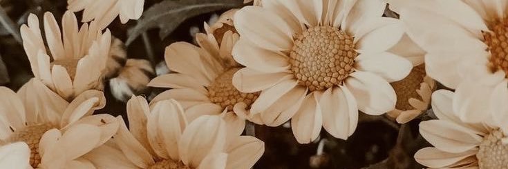 Mehhhan's profile banner image
