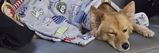 시루의 하루 banner