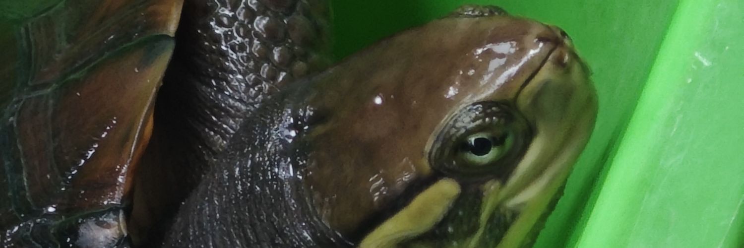 辅助小刘禅 banner