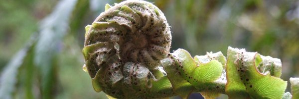 KoruEcology Profile Banner