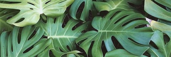 eduardolautert's profile banner image