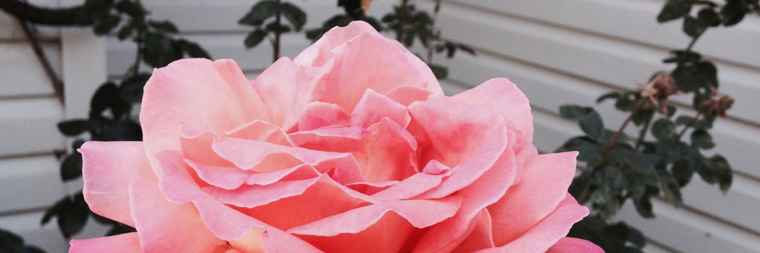 Madison_Angelia's profile banner image