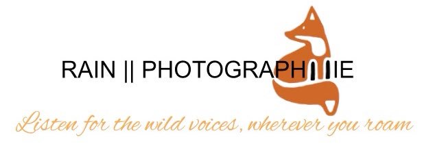 rainsharpe's profile banner image