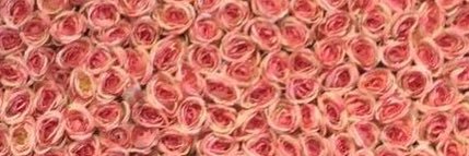 lillym_16's profile banner image