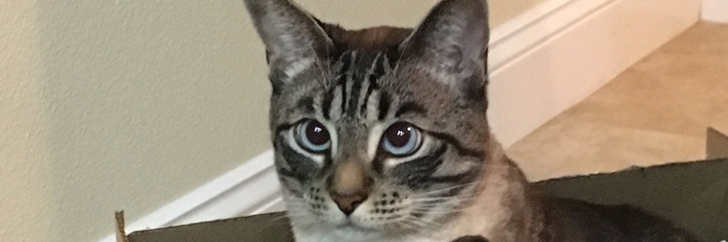 alliciscats's profile banner image