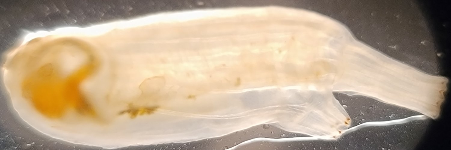 micRobusta's profile banner image
