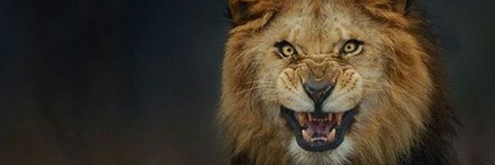 AlphaMiz's profile banner image