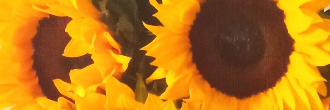 kicaro8's profile banner image