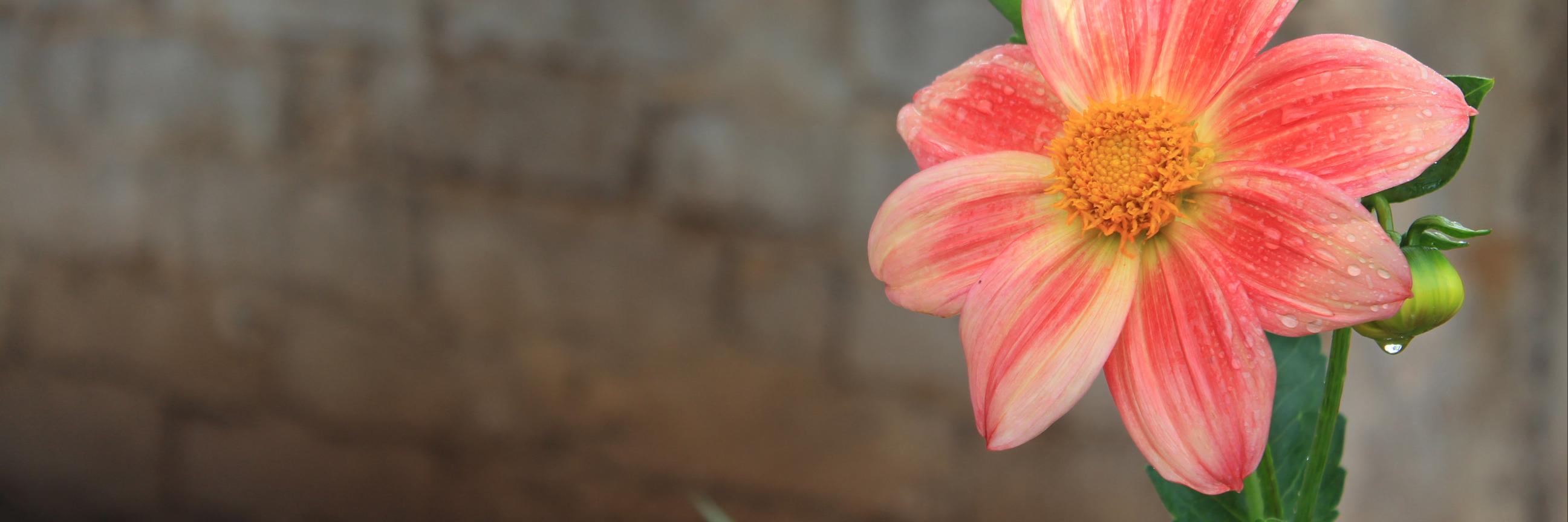 excentriclids's profile banner image