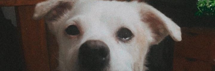 DaaiMerino's profile banner image