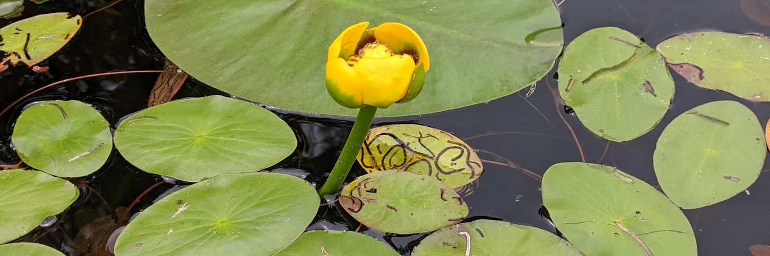 Chloe Latham Sikes banner