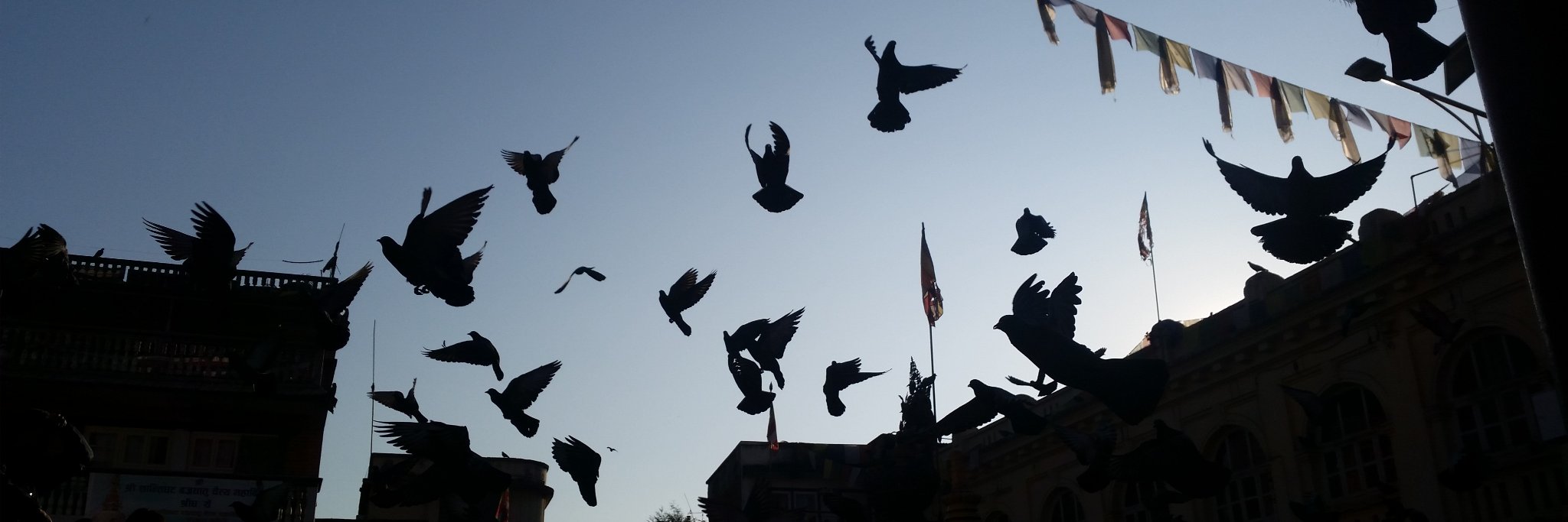 Team Two Dogs (@lchanwrites on Mastodon/Bluesky) banner