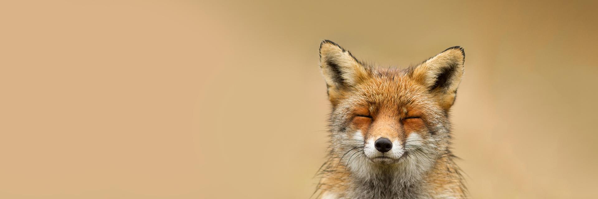 tylercsteelman's profile banner image
