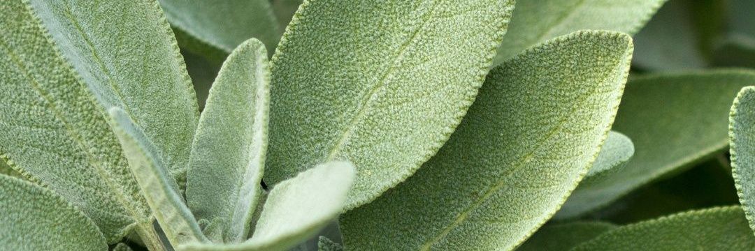 mielysalvia's profile banner image