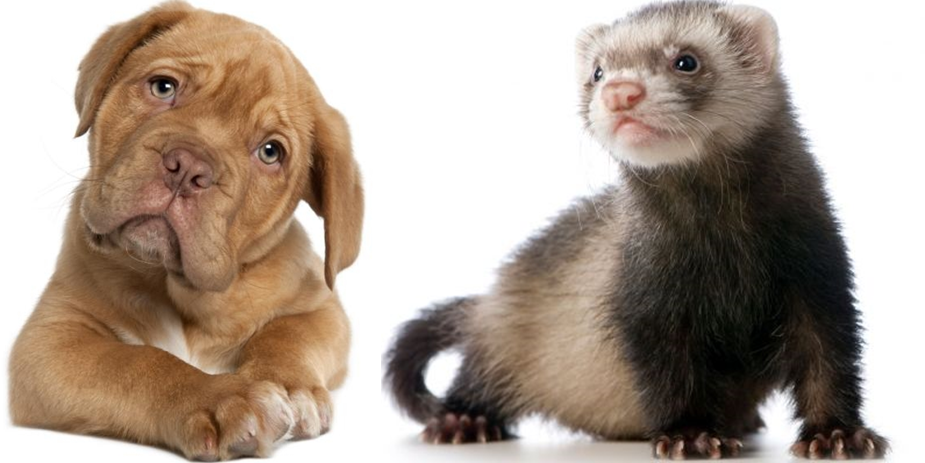 Clínica Veterinaria banner