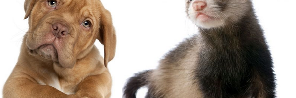 ElArcadePet Profile Banner