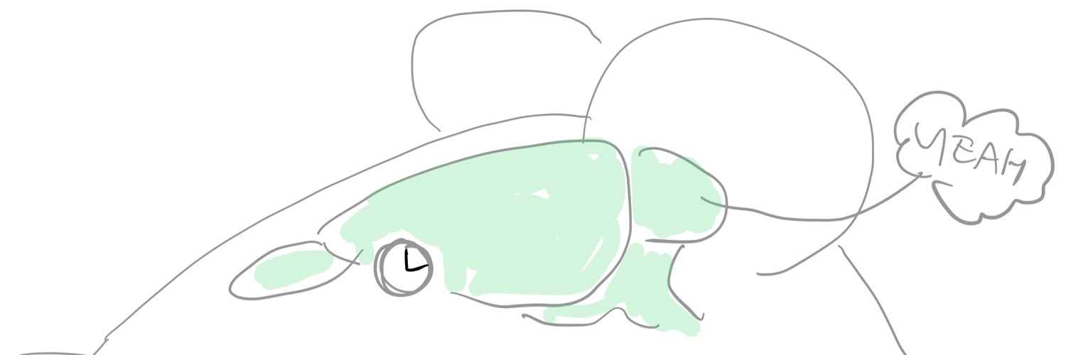 Braintime Lab banner