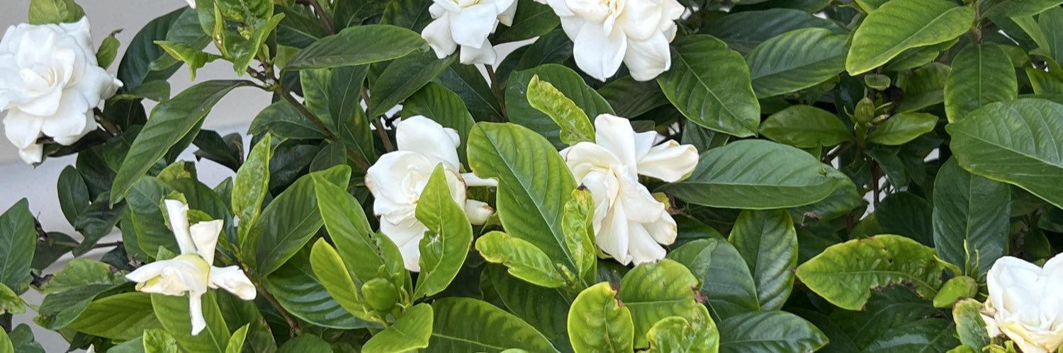 Robin Sheldon banner