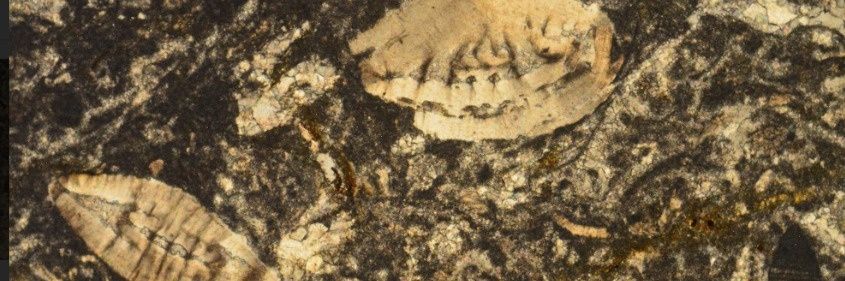 Vince (陈凯文） banner