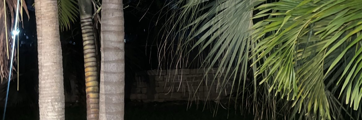 wildmuch's profile banner image