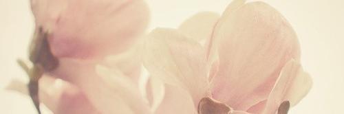 asivee banner