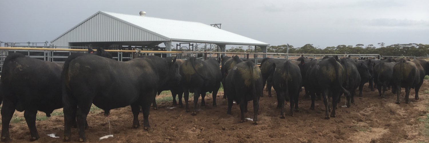 Bull Oak Well Angus banner