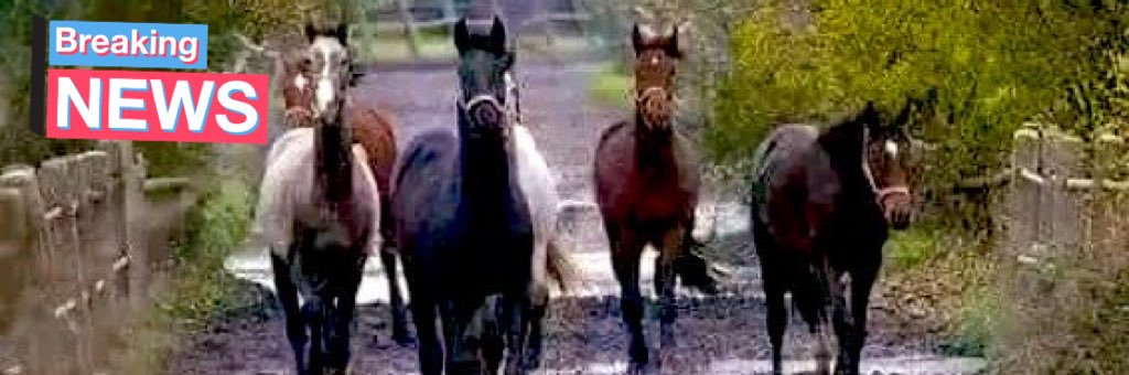 WITNESS…FAITH of JESUS 🙏🎿🩸🕊️😇👑⭕️ banner