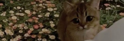stianscott's profile banner image