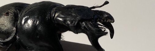 Eclair banner