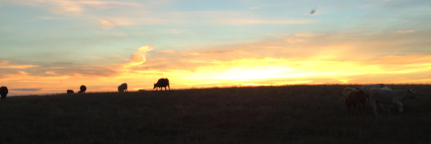 Laura Tostenson banner