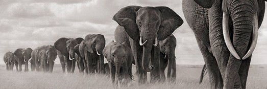 Colin Bloom CBE banner