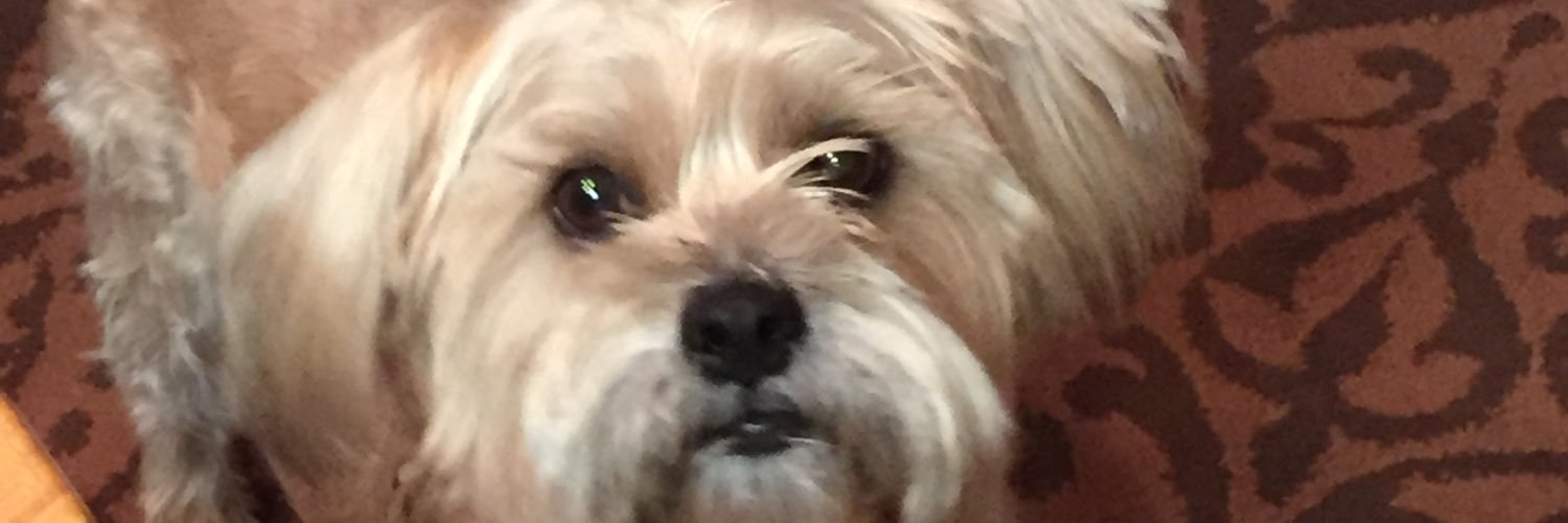 steven_huppe's profile banner image