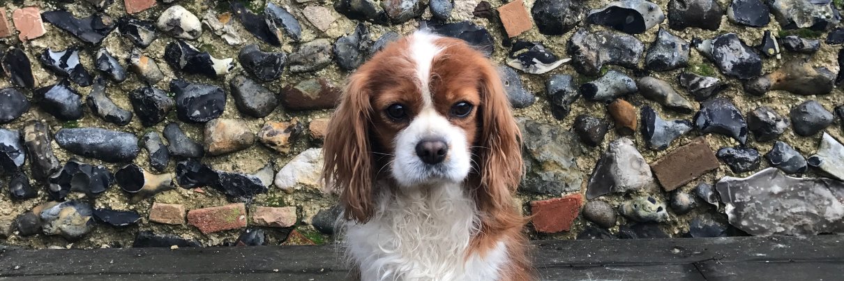 Emma Littlefair banner