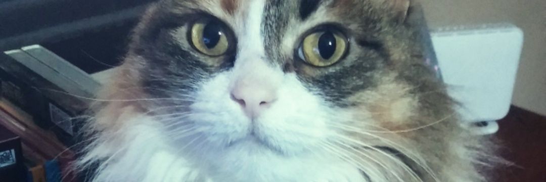 rochiss271's profile banner image
